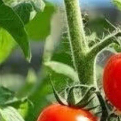 微公益种植🍅保姆级阳台种植小番茄方法！新手小白速存！在出租房阳台养好小番茄，只
