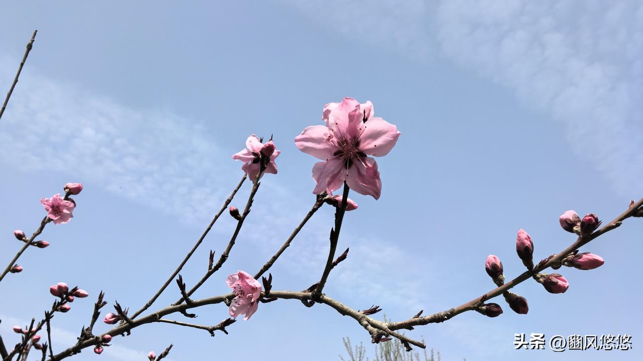 春日生活打卡季春是信笺，用盎然勃勃的笔，谱写着一首首芳香的诗篇，借助枝头绽开的花