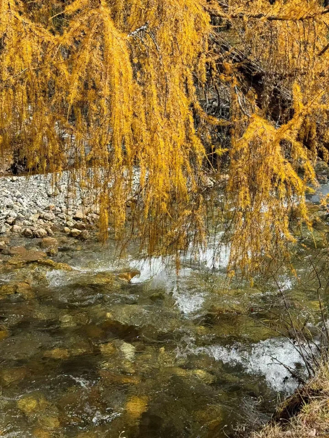 被《国家地理》评为最美秋天🍂到底有多绝‼️