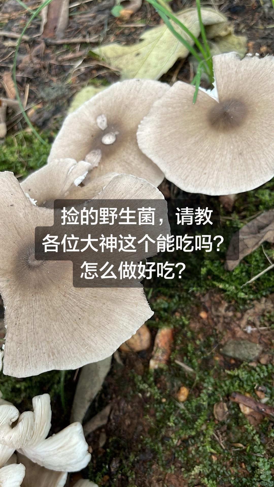 有没有人认识这个的，能吃吗？怎么做好吃野生蘑菇