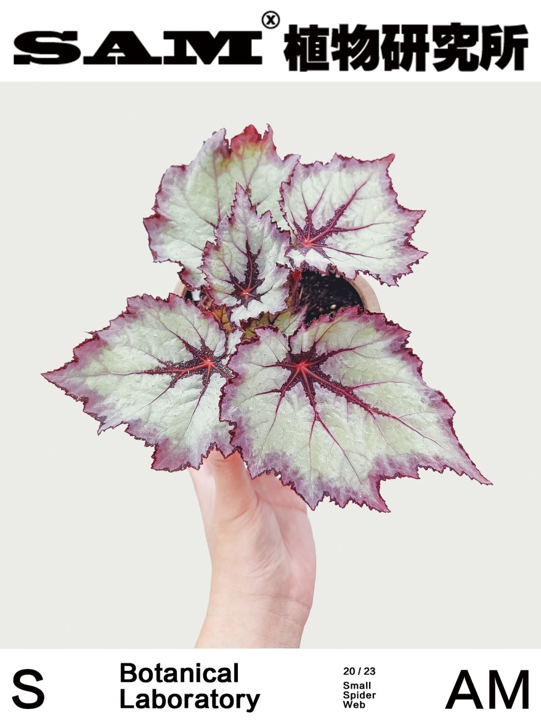 小蜘蛛网｜Begonia Small Spider Web