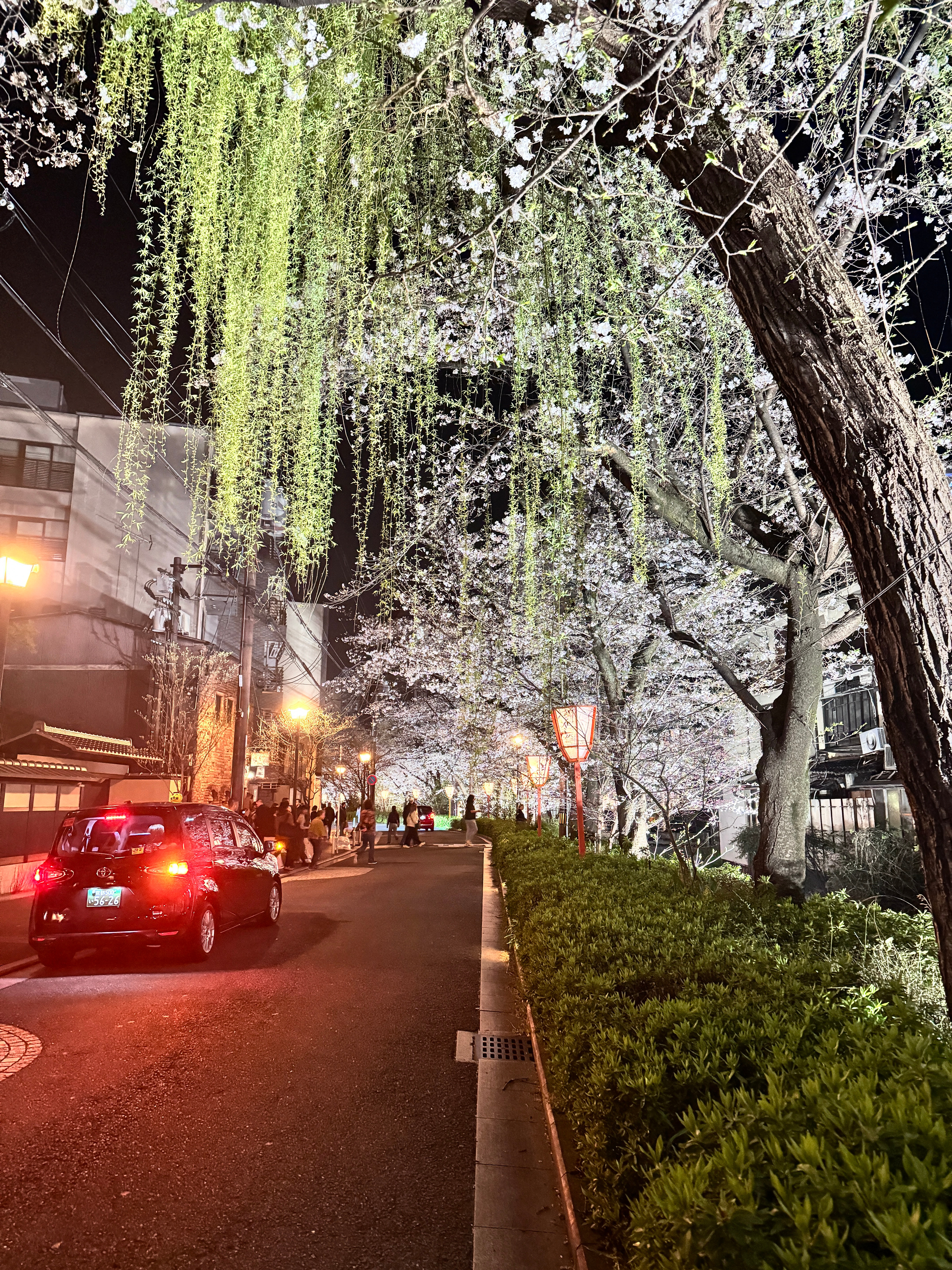 好美的一条路，感觉每次来京都都会发生点事情让心情低落。然后想起白天去过的金阁寺，