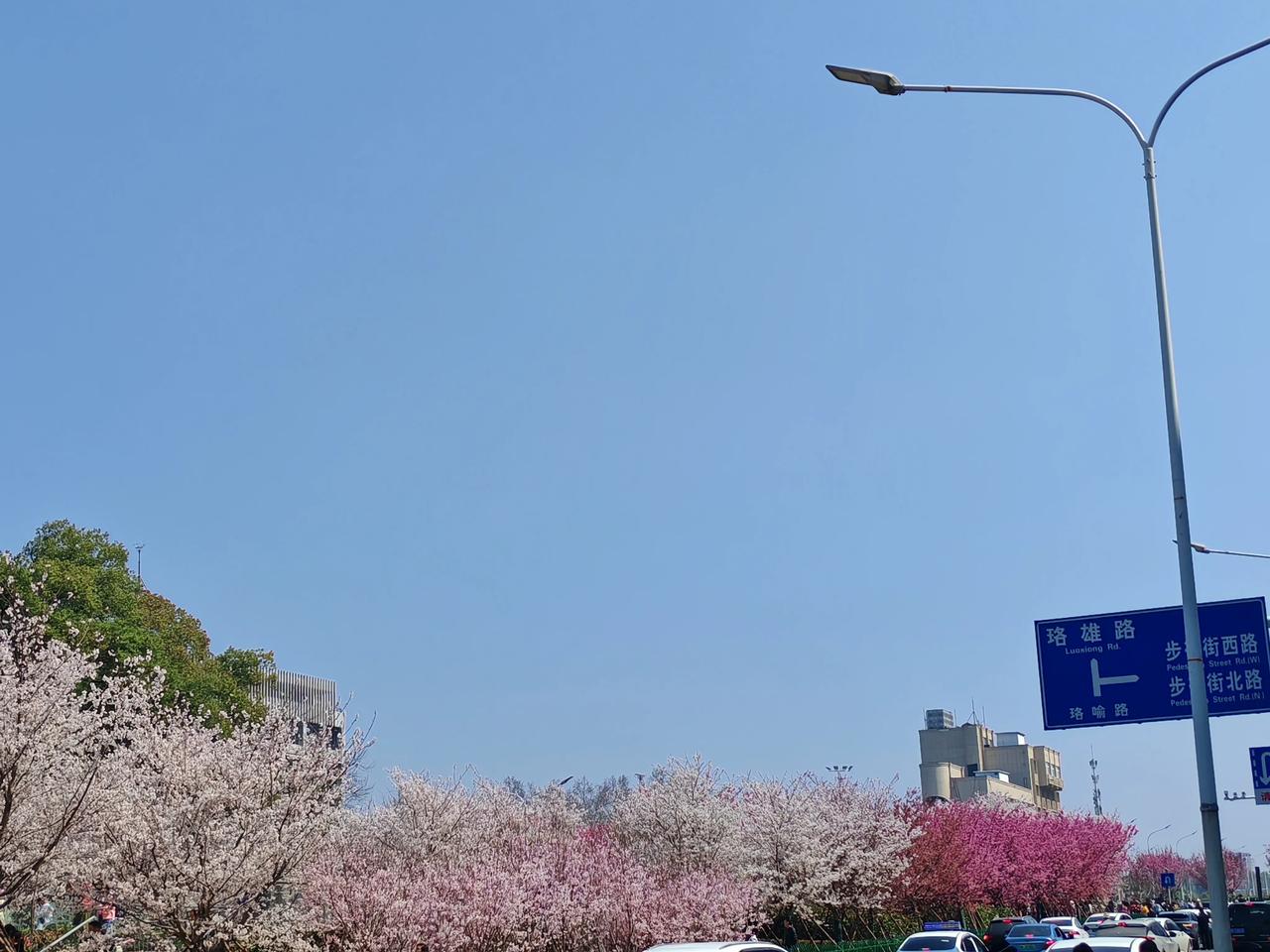 晒图笔记大赛光谷广场一樱花花海，游人如织，小心地穿过车流去看花。