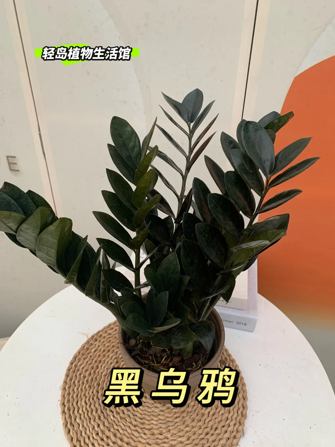 黑乌鸦金钱树，神秘之美