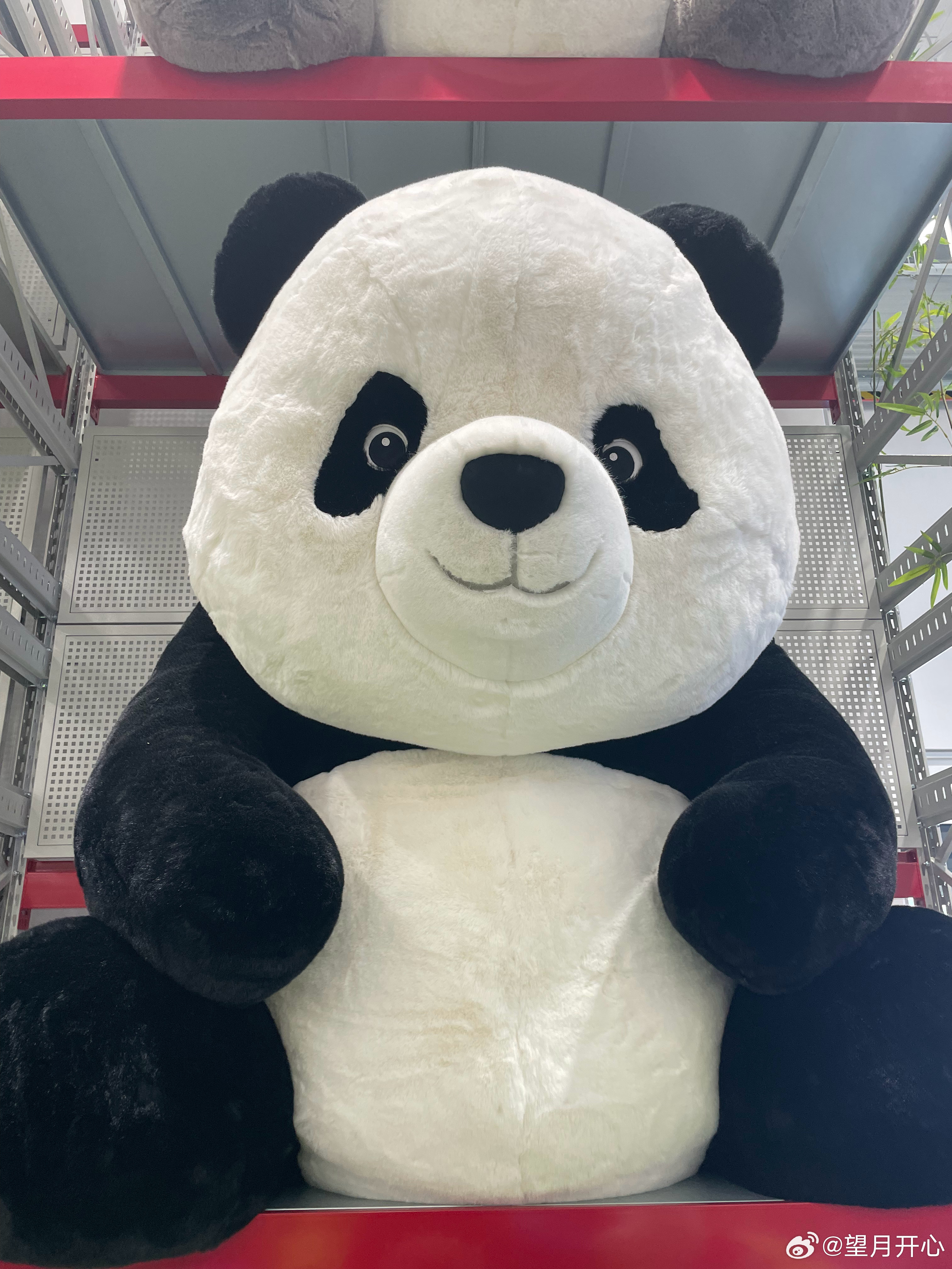 3799元一个熊猫你们觉得如何 济南·山姆会员商店(济南店)