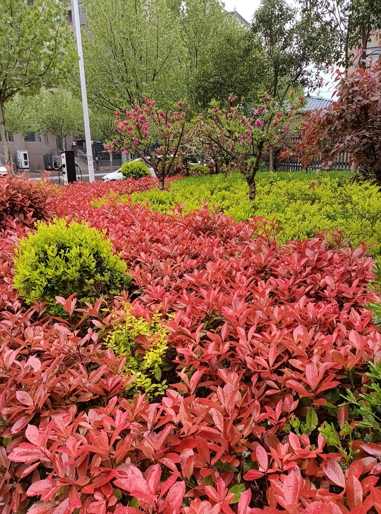 晨雨偶遇春日小美好
 
早起取快递的路上，突然下起了淅淅沥沥的小雨，赶紧往回赶。