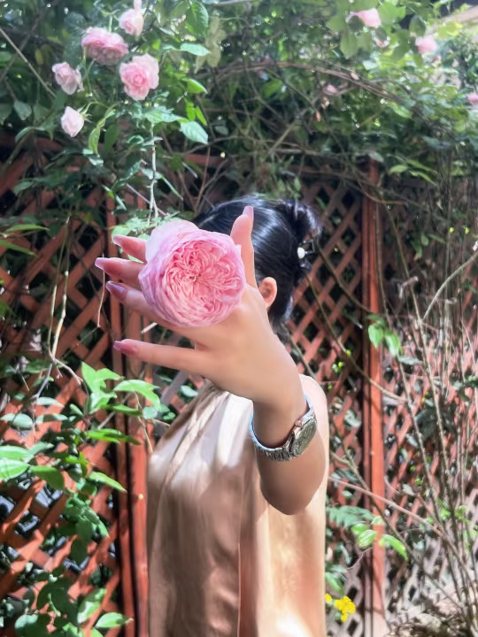 手心的蔷薇