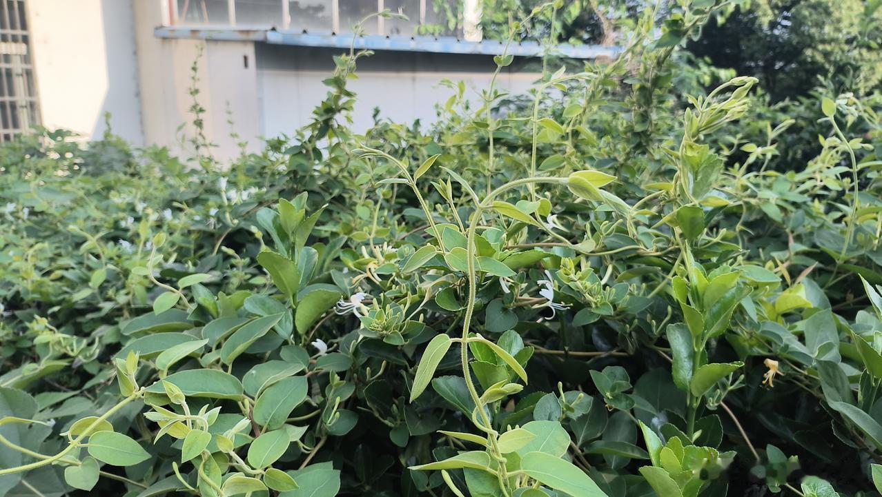 只要一抢，这兴致就上来了，一直受喉咙痛所扰，记得医生和我说过，这金银花能消炎去痰