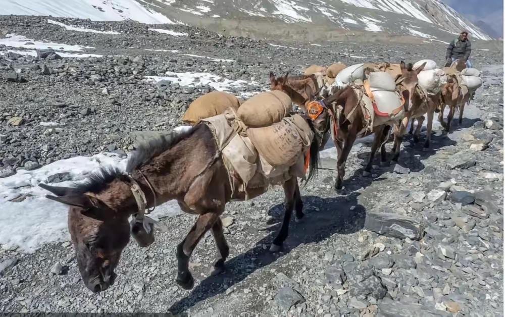 据英国《每日电讯报》网站报道，目前，俄军迫切希望在马克兰东部战场取得优势，更多骑