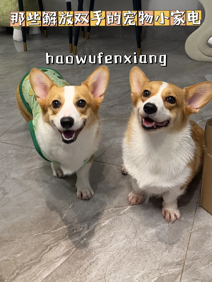 那些解放双手的宠物小家电