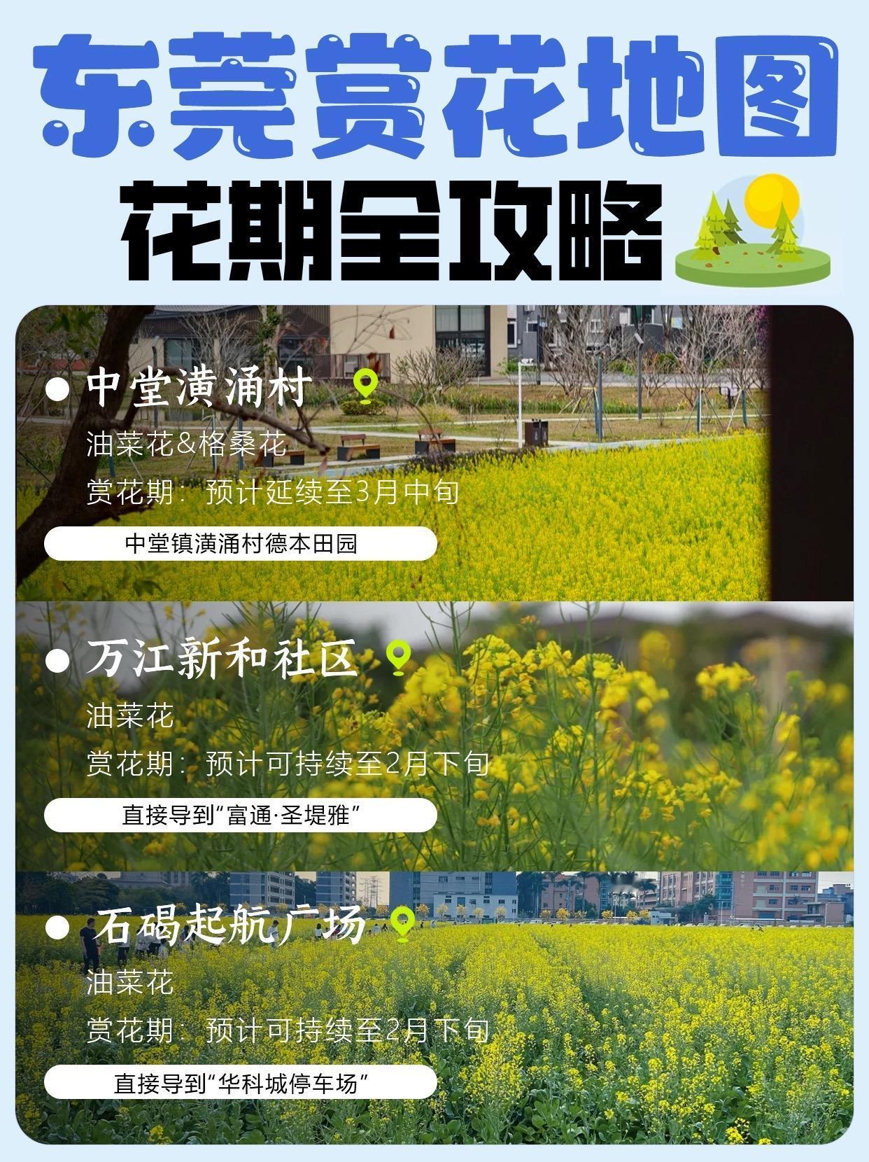 东莞dou知道 东莞春天花海 赏花