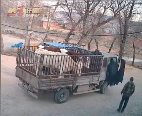 “哭笑不得！”近日，辽宁朝阳，一运牛车车主刚将牛装好准备出发，没想到一转弯时车厢