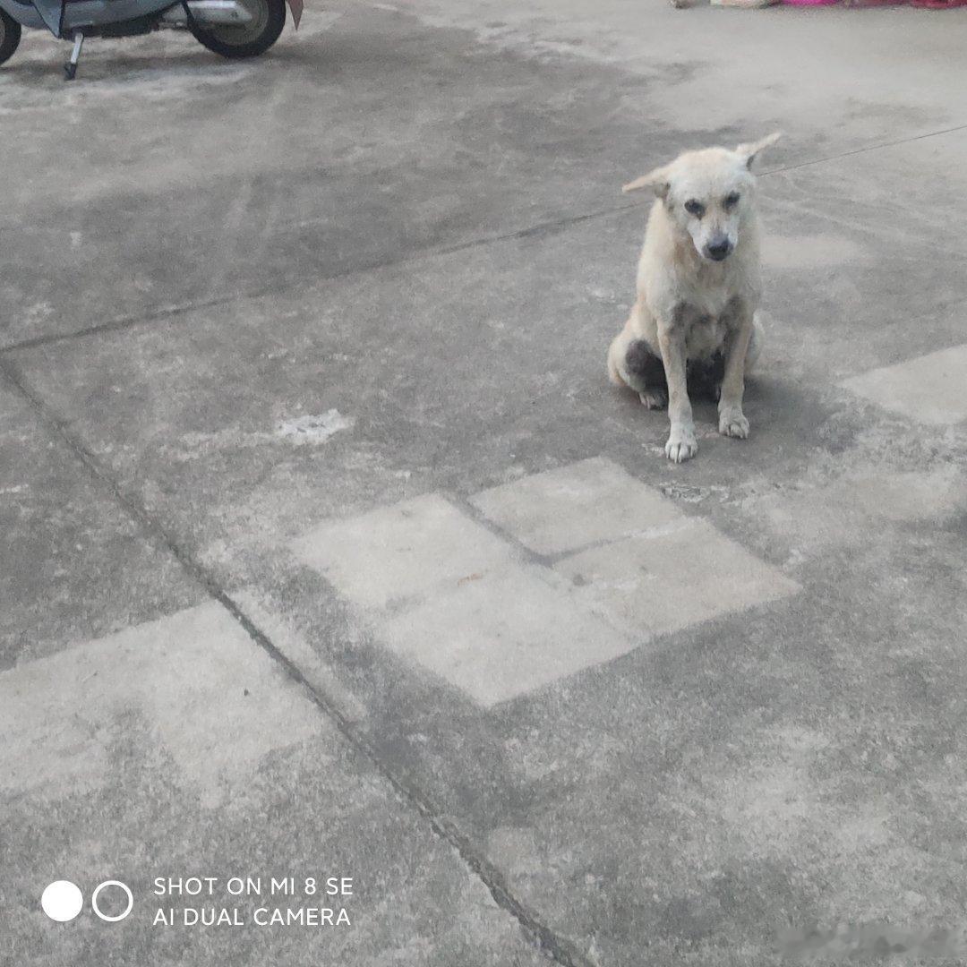我来分享昨天下班拍的小狗 