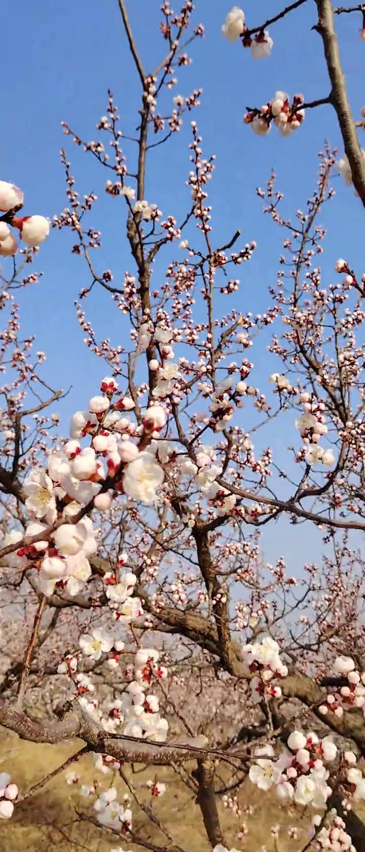 录个像，录上小人了，这也不中，录这黑一点那样来的，这山也好看。