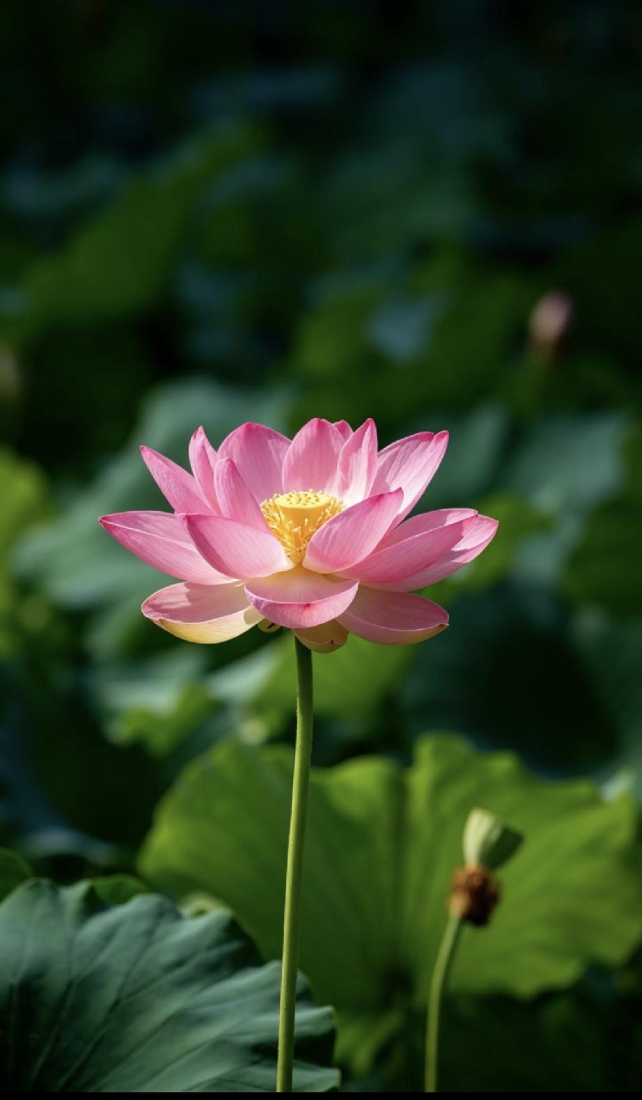 男人女人一定要明白：
优秀的男人，
白天像教授，晚上像禽兽。
优秀的女人，
白天