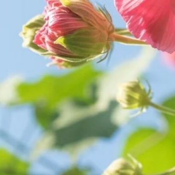 种植 芙蓉花种植方法1. 土壤选择 喜肥沃、疏松、排水良好的沙质土壤。可用腐叶土
