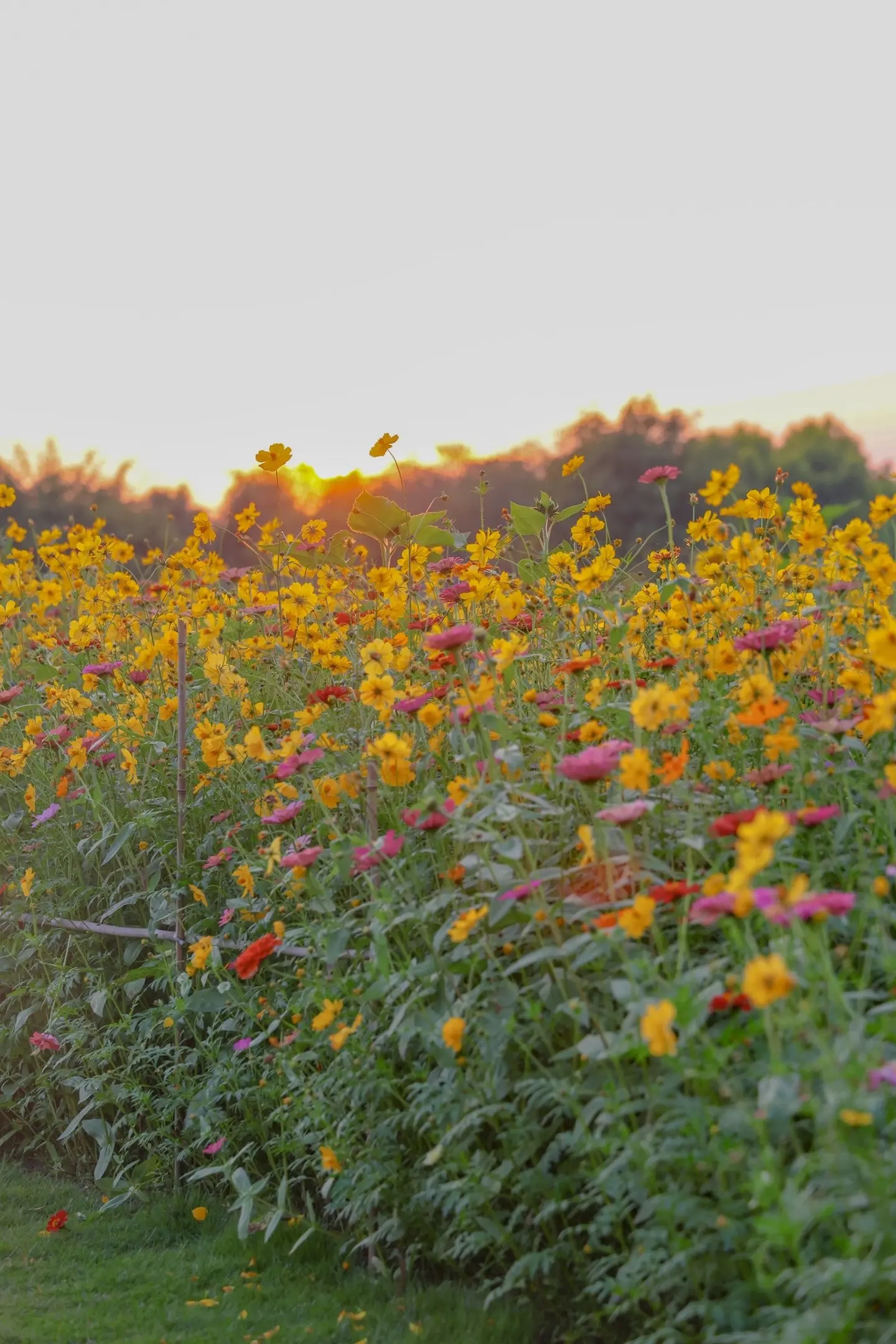 近日花园可赏花一览：球菊、洋菊、硫华菊、百日草、朱顶红、落新妇、圆锥绣球等。