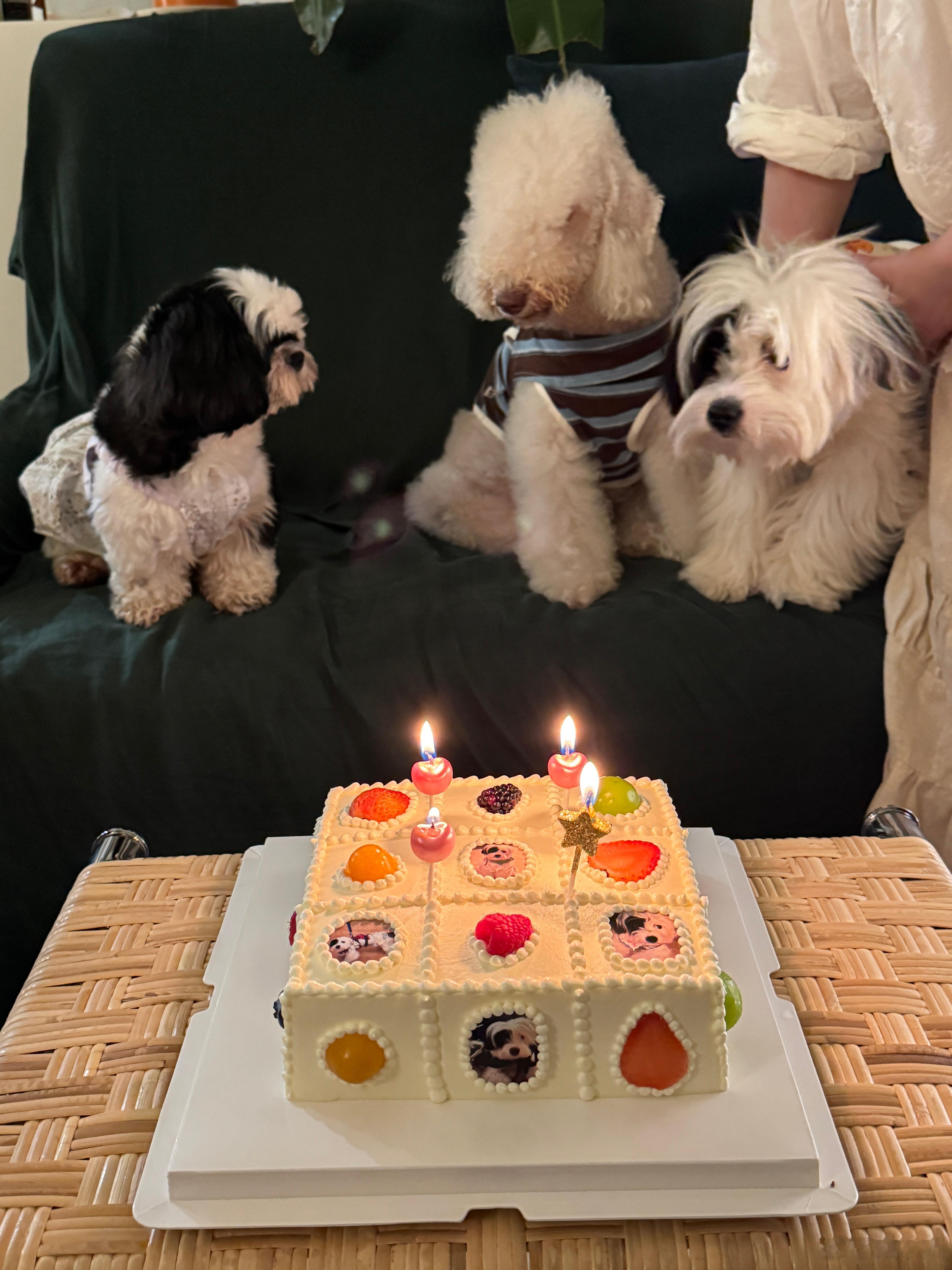 小狗生日会 ​​​