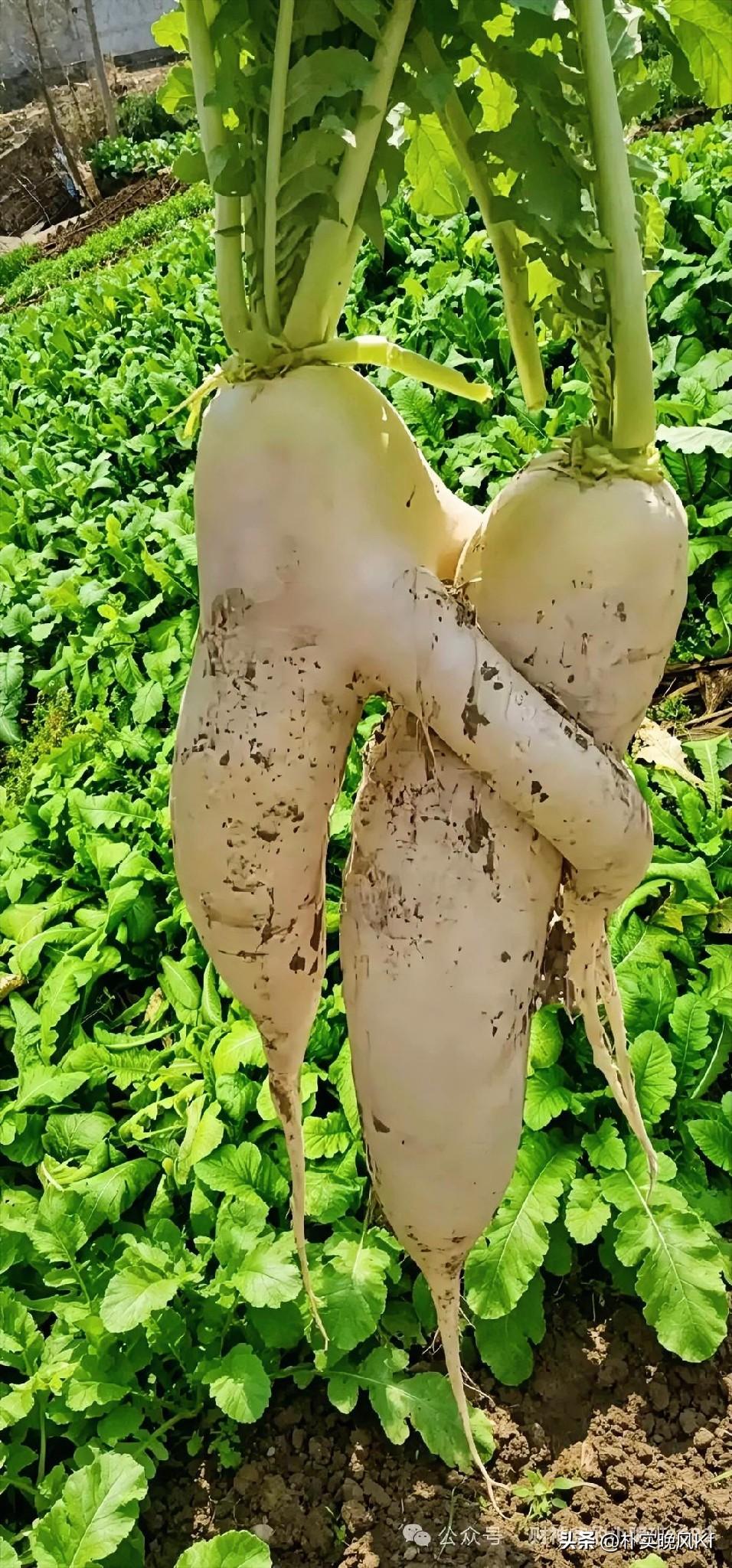 一个普通的萝卜长成精了，多像一个人抱着前面的人。
之前刷到好多成精的萝卜，有缠成