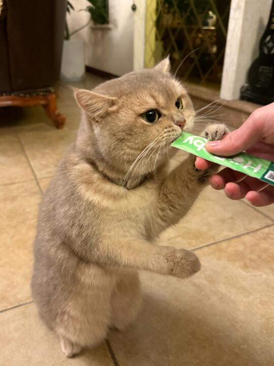 抓住一个馋嘴小猫