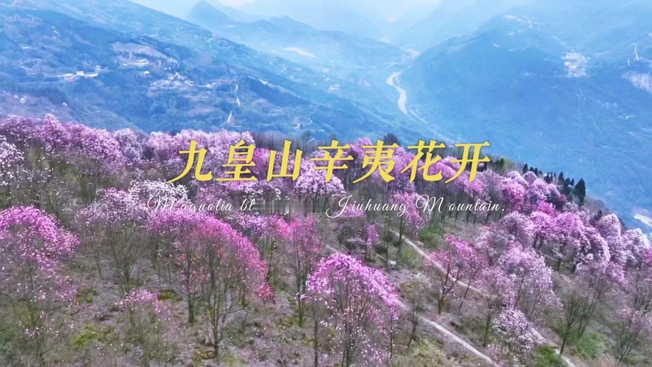 1️⃣千年羌韵融入花海：十四届古树辛夷花节在李子柒故乡九皇山启幕，一针一线绣出千