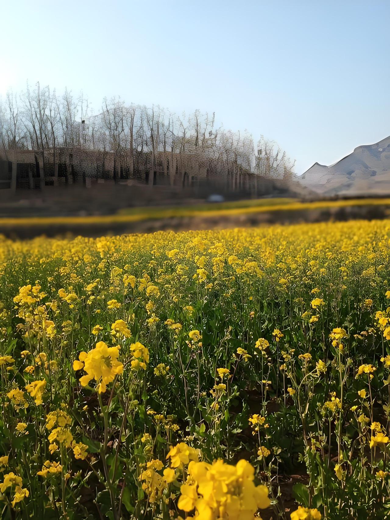 春日初升
油菜花开
处处金光闪闪
处处心旷神怡