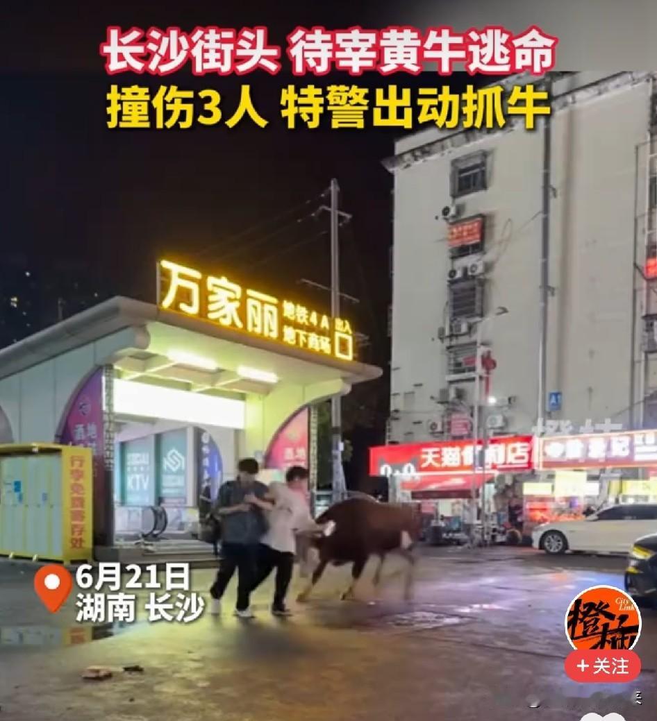 太惊险了！长沙，一头待宰黄牛凌晨从水产市场发疯冲出，沿街连撞三名路人，特警都赶到