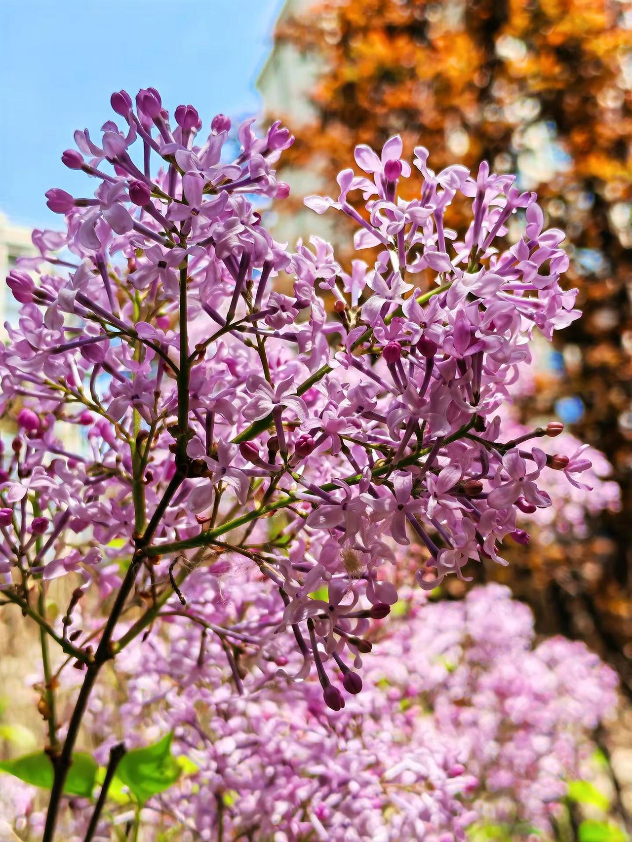 旅行随拍分享 创作者中心 创作灵感 丁香花 紫花系植物