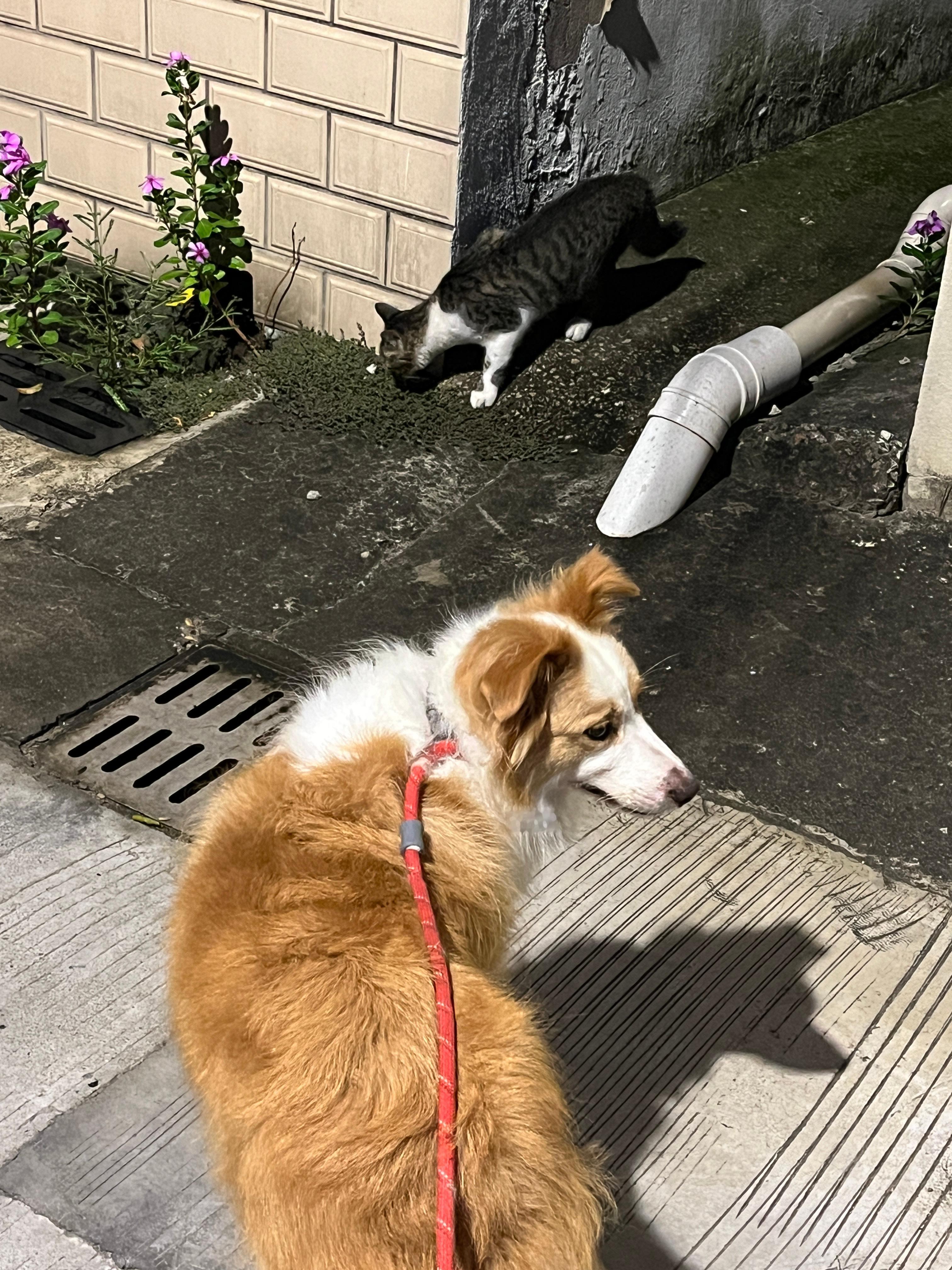 今天狗猫一起66（猫不爱拴绳自己会回家在外面叫丧彪在家叫咪咪他自己非要跟出来的不