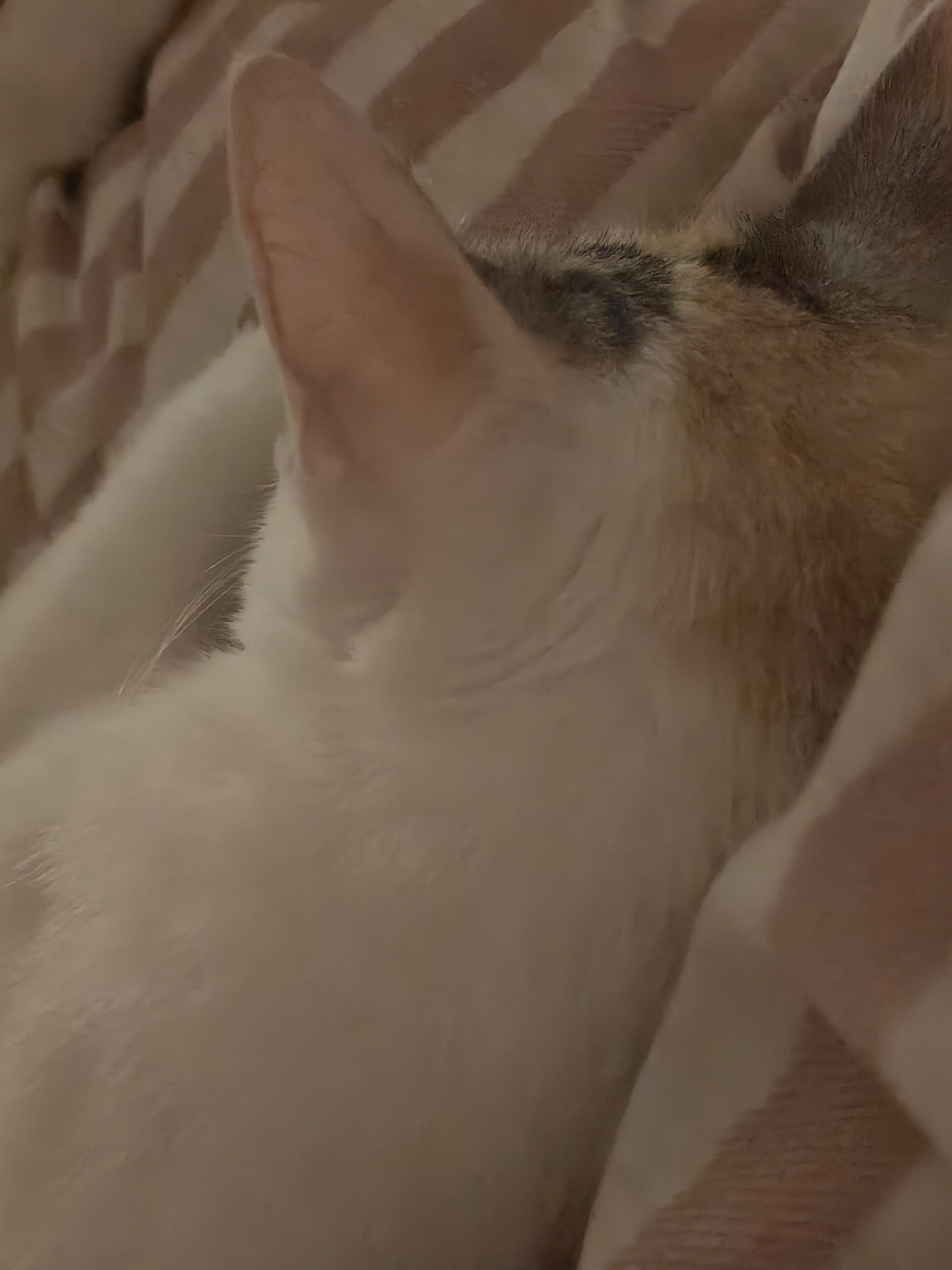 这只小猫 每次在我半夜起来的时候自觉爬上床 