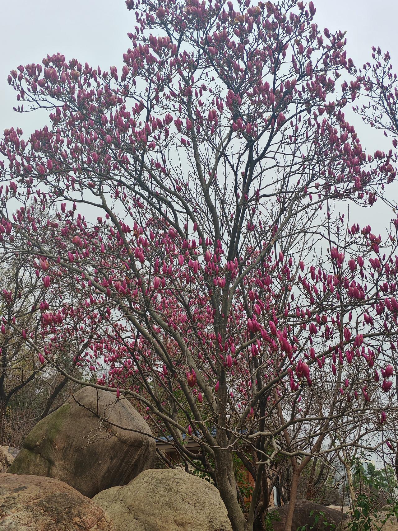 新年生活图鉴紫玉兰繁花似锦，把春天装点得格外美丽。