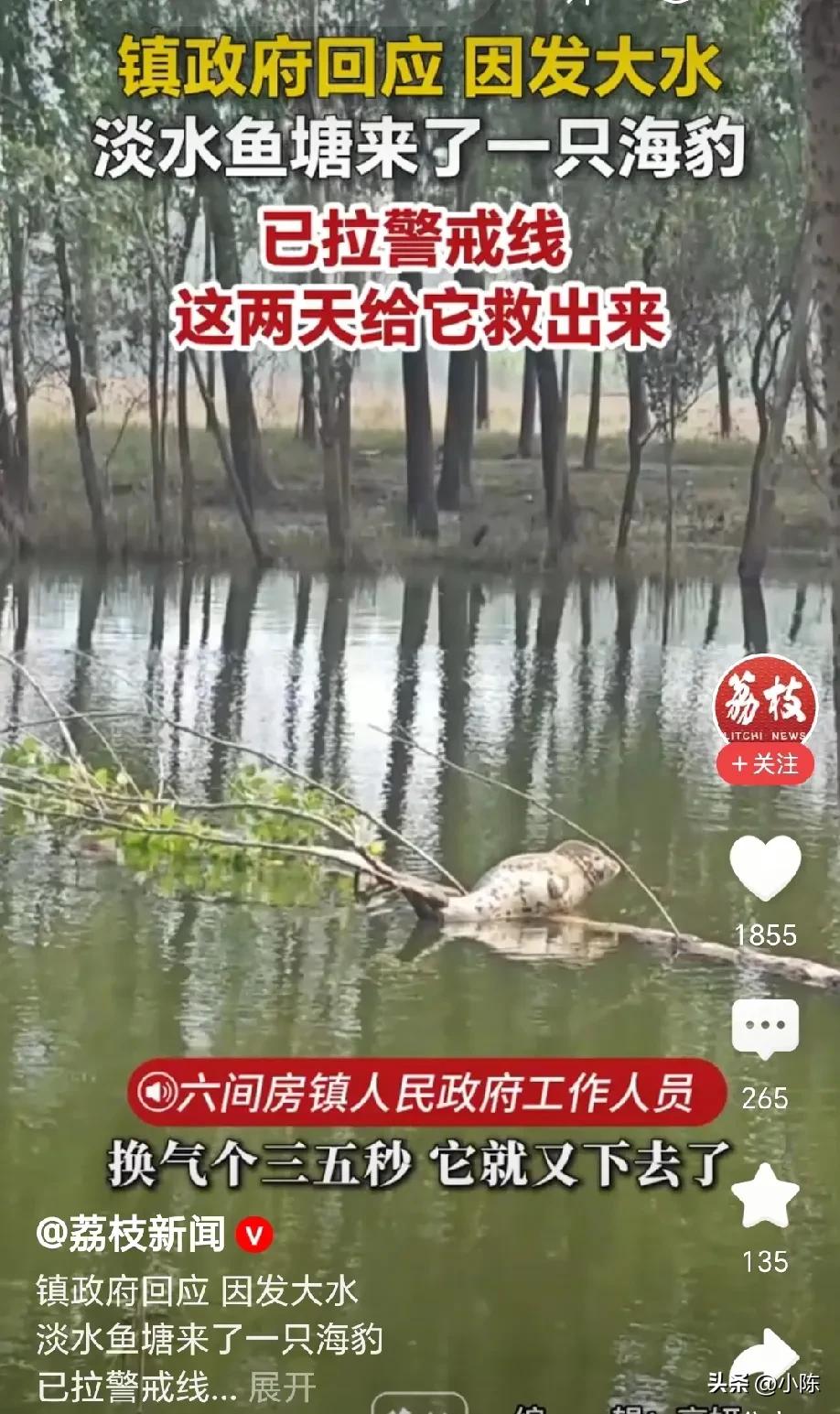 太神奇了！辽宁沈阳，一场暴雨过后，村民发现自家鱼塘里来了个奇怪的动物，他随手拍了