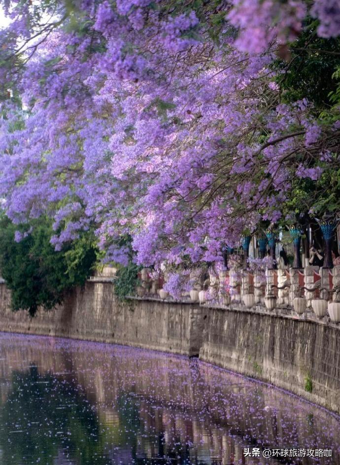四月春城满紫霞，蓝花楹开漫枝桠。
风过花雨轻飘落，一城蓝紫染尽温柔时光。