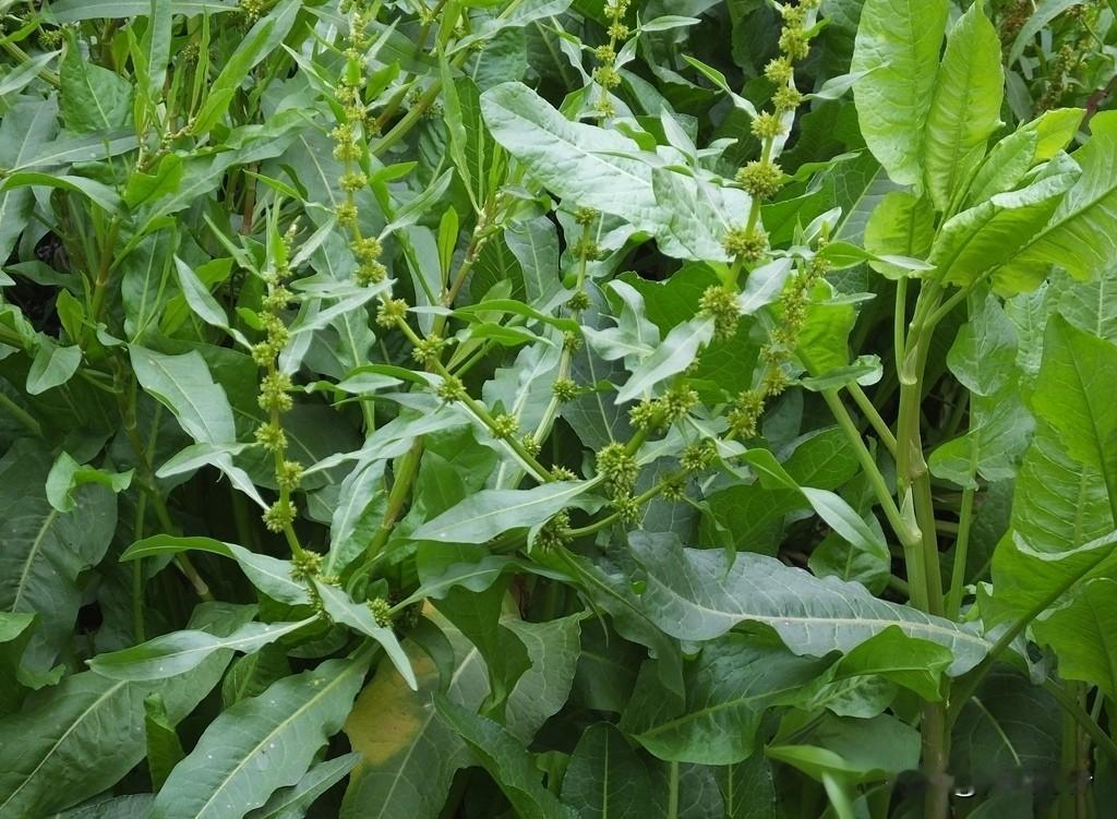 以下图片植物是皱叶酸模，俗称土大黄、野菠菜、皱叶羊蹄，属于蓼科酸模属多年生草本植