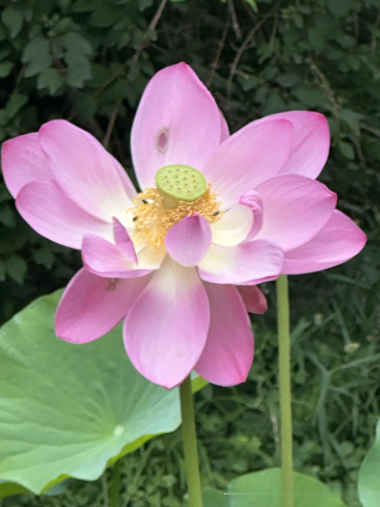 在西湖随手拍荷花，那简直是太美妙了。5月25日，西湖今夏第一波荷花双开，往年大多
