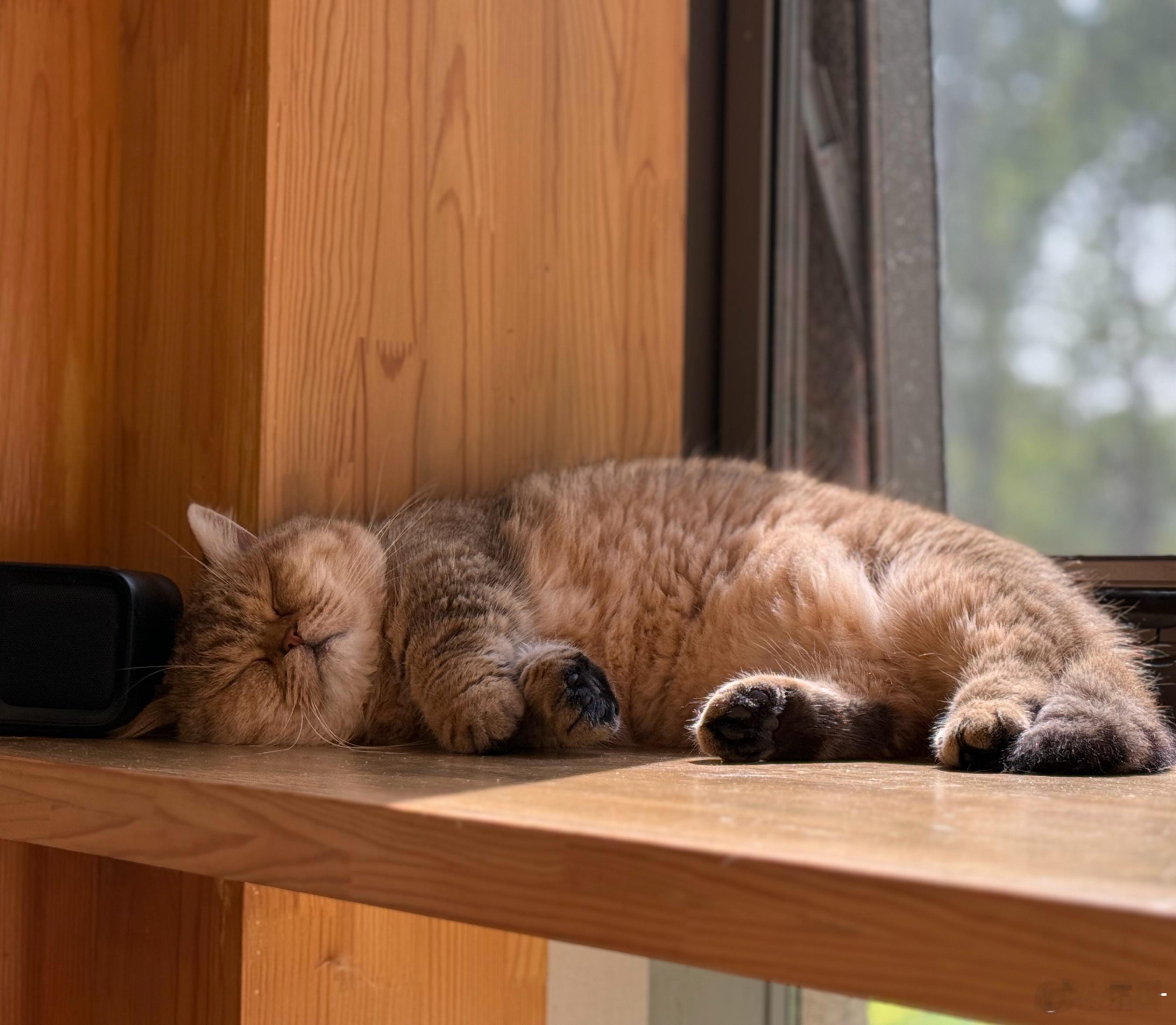 睡觉的猫猫让阳光也变得慵懒