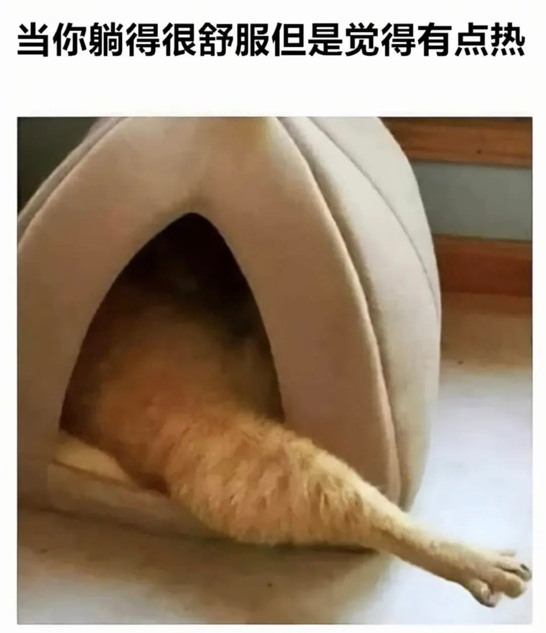 蚊子:来活了猫meme ​​​