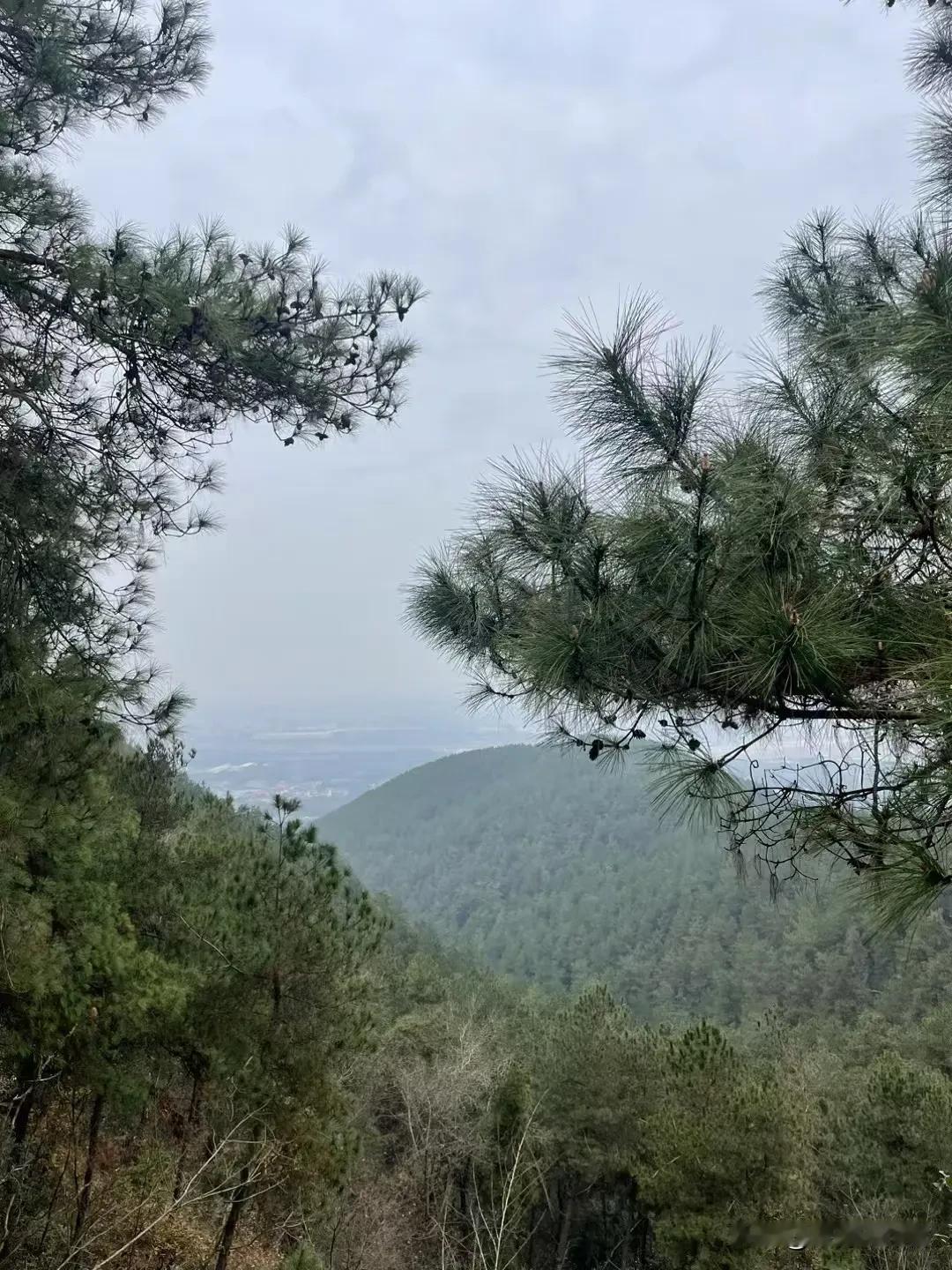 云雾缭绕的山林仙境，静谧而美丽。汉中的冬季风景