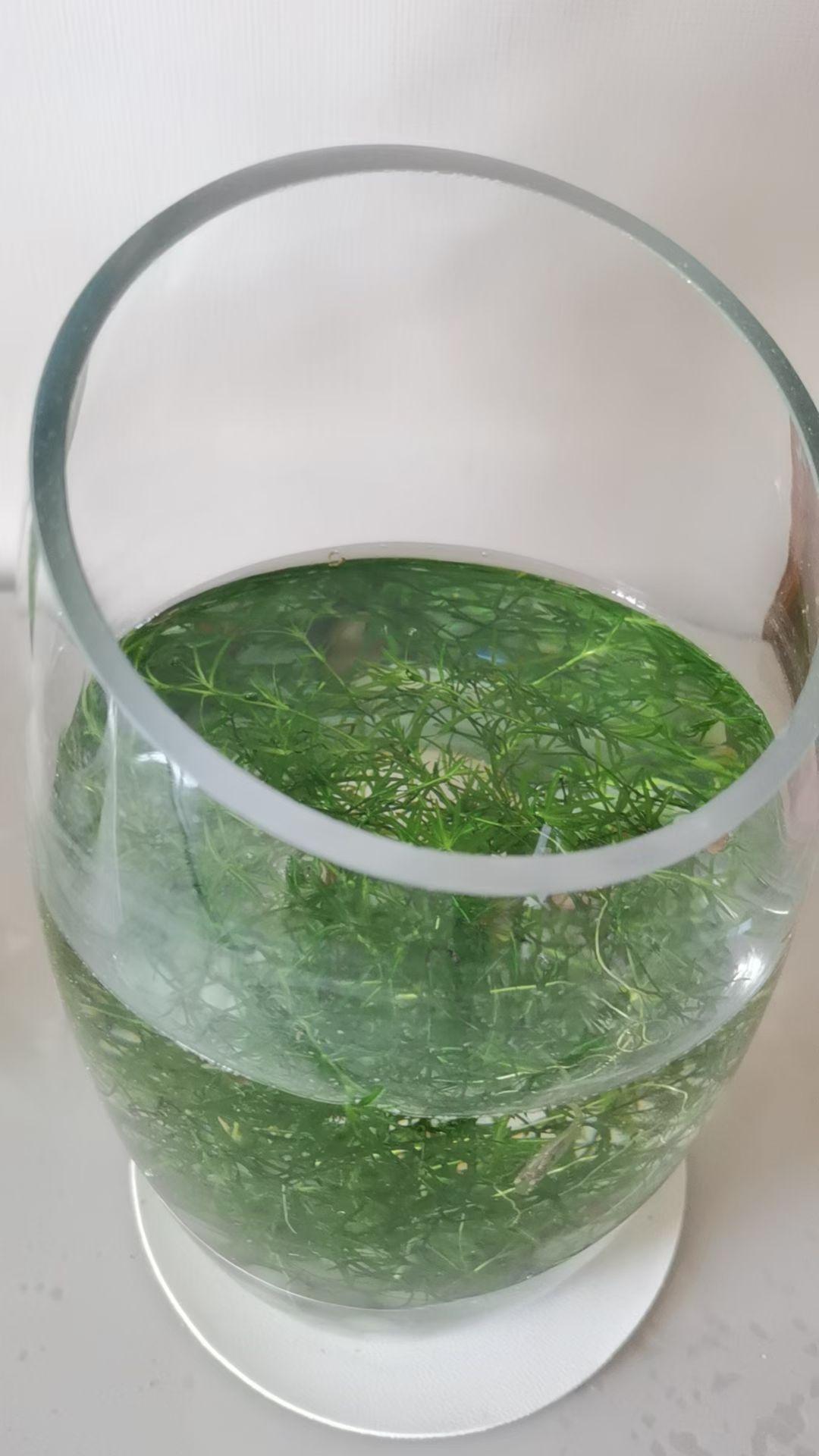 上午去朋友家，看到这一小盆“海底小森林”好喜欢！清清爽爽的绿，里边还有几个小海螺