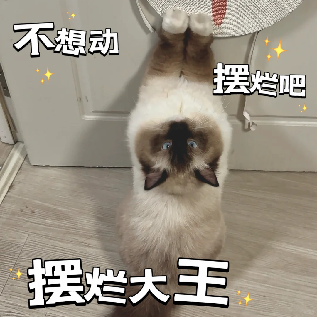 我倒要看看有谁不喜欢布偶小狗的～