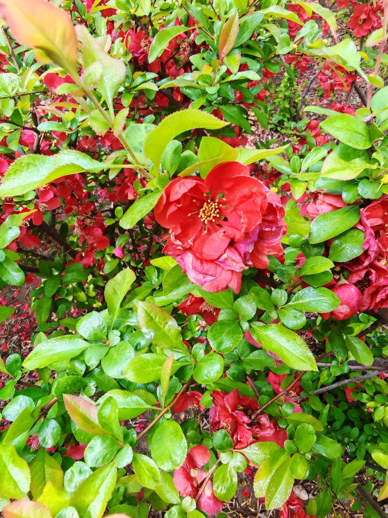 去上码头的路上，那路边的花简直美炸了。有粉嫩的月季，花瓣层层叠叠，像小姑娘害羞的