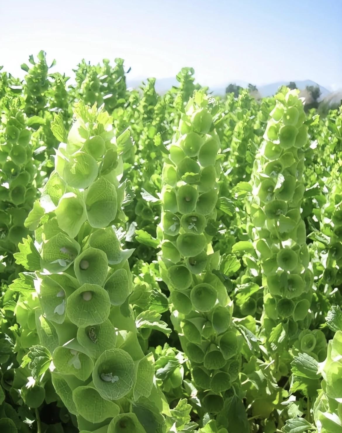 马斯克说：

“如果你是一个性欲旺盛并且痴迷美食的人，那么你大概率拥有着远超常人