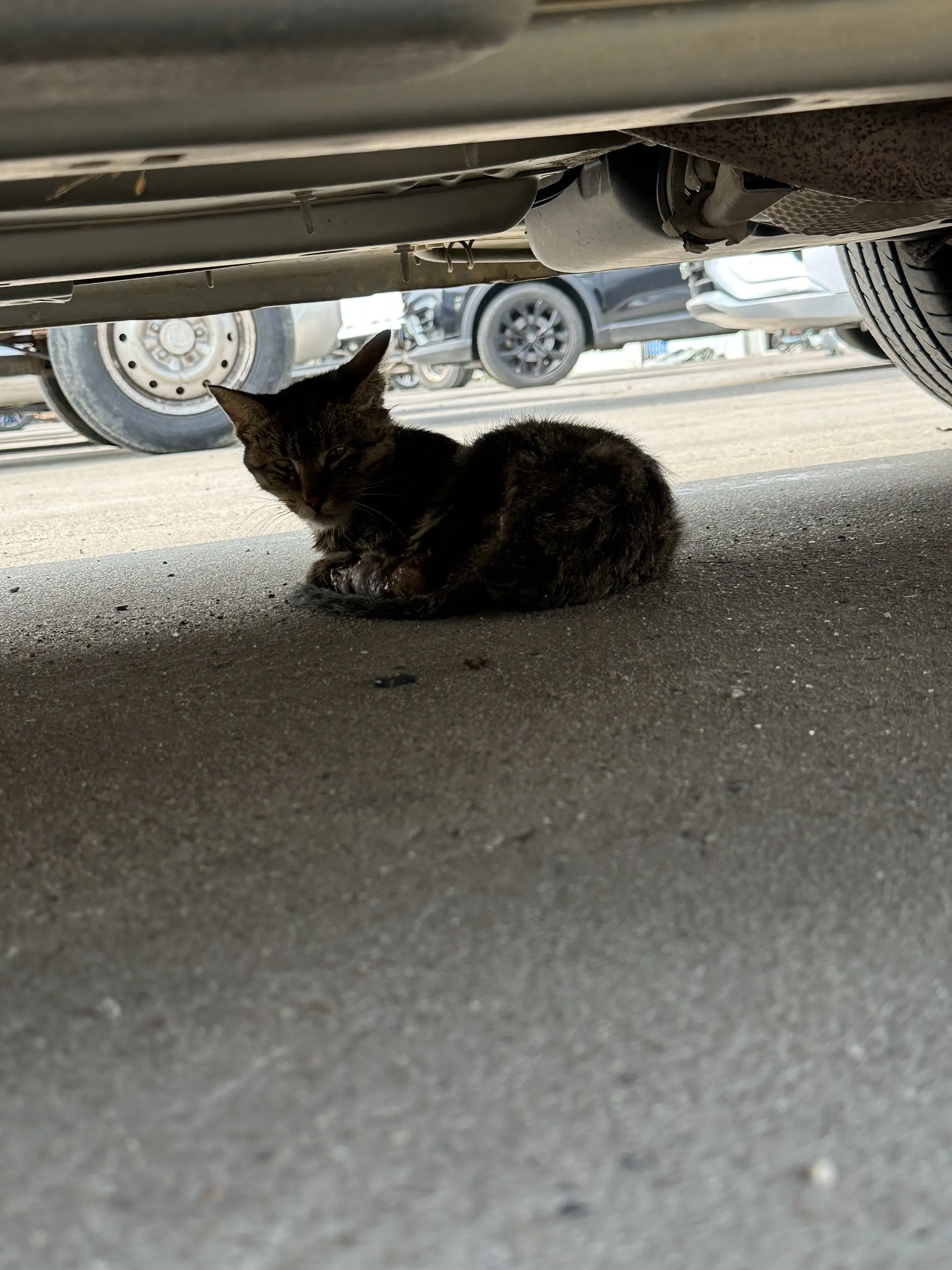 众筹一下猫咪的手术费用，后天做手术会有人帮忙吗？