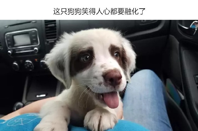 Buzzfeed上收集了一波狗狗的萌照，狗狗们可爱又治愈，个个都是小天使~[do