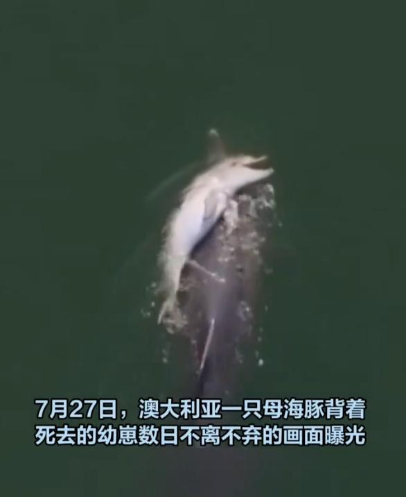 一头母海豚安静游弋在海面，脊背之上，稳稳托着早已没有生机的幼崽。小家伙身体冰冷，