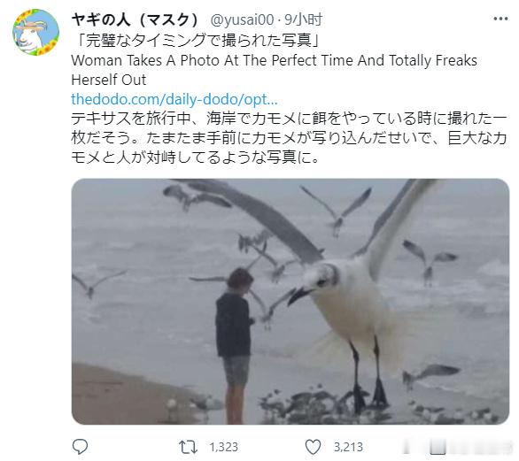 拍照的时候有海鸥乱入镜头里，以至于看起来像是人和大鸟的对峙图似的。[允悲][允悲