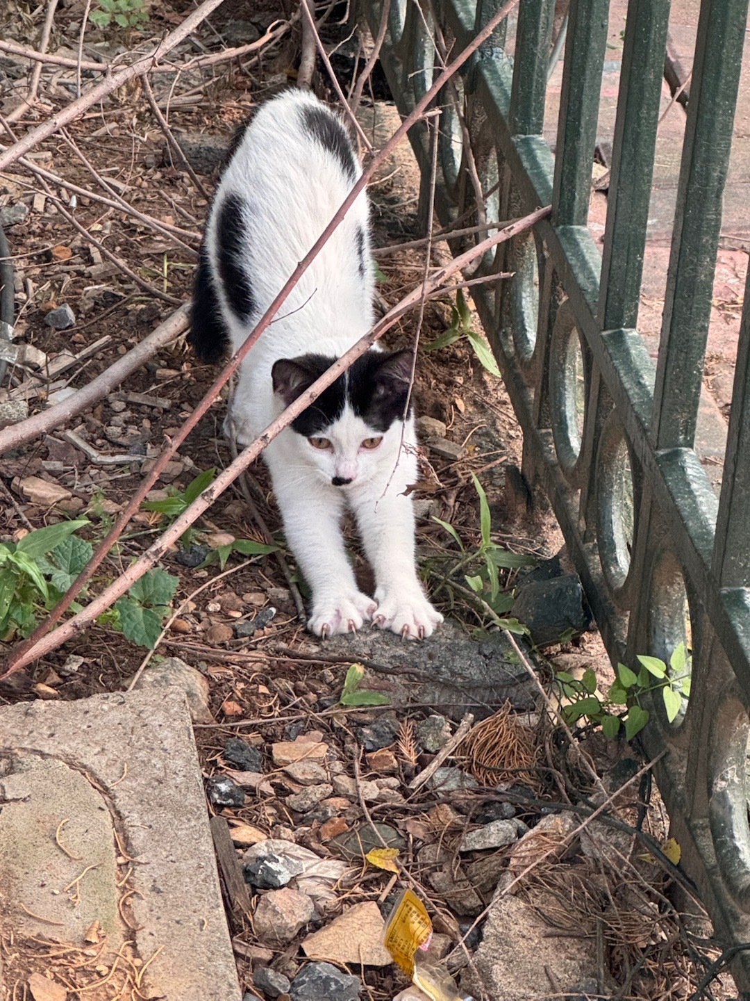 玫瑰花 小猫咪 梅花鹿 海边和落日 大连