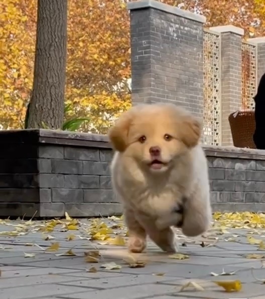 幸运小狗正在奔向你 