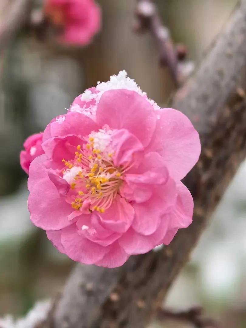 春城不一样的雪，柔情的共白头！雪后风景随手拍 花之城彩云之南