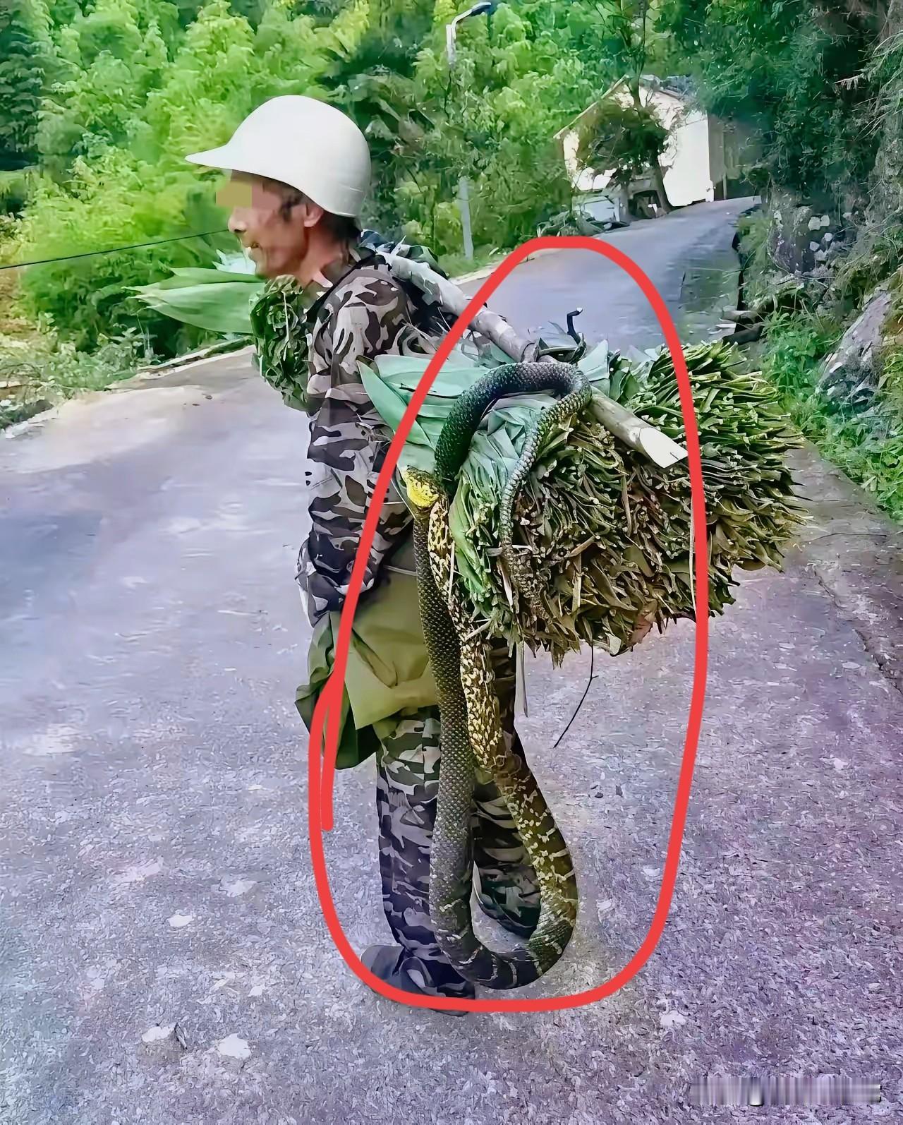 大爷是真敢!
刷到个视频惊出一身汗!
大爷扛着柴刀下山，肩头居然盘着条胳膊粗的大